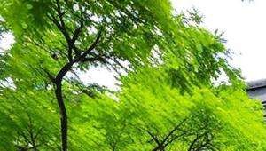 西禅寺里面有算命吗