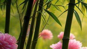 算命口中花女什么意思