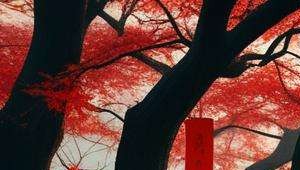 白鹤山算命师傅叫什么
